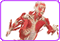 El cuerpo humano
