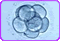 Fecundacion In Vitro