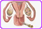 Inseminacion Artificial