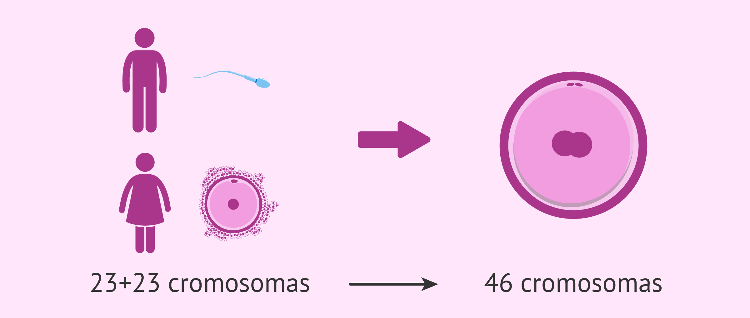 Resultado de imagen de fase de proliferación espermatogénesis