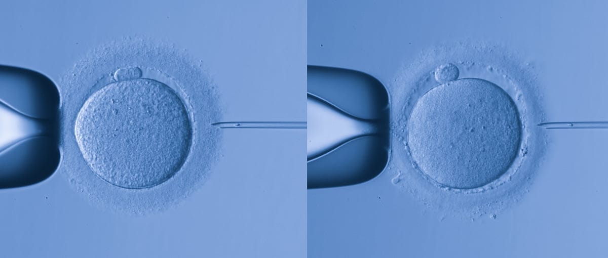 Rechazan la fertilización con óvulos ajenos