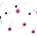 ADN del semen y calidad del ovocito