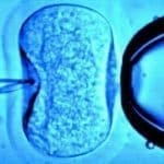 En Argentina se ha desarrollado una nueva técnica de reproducción asistida utilizando móleculas de espermatozoides apoptóticos