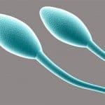 Clonación de espermatozoides