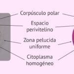 Análisis de la calidad de los óvulos