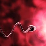 Un estudio vincula el ayuno con el incremento de los niveles de fertilidad