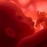 El ritmo cardíaco del bebé en gestación se sincroniza con el de la madre