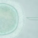 Un estudio indica que los niños concebidos mediante fecundación in vitro presentan mayor riesgo de padecer una enfermedad cardiovascular