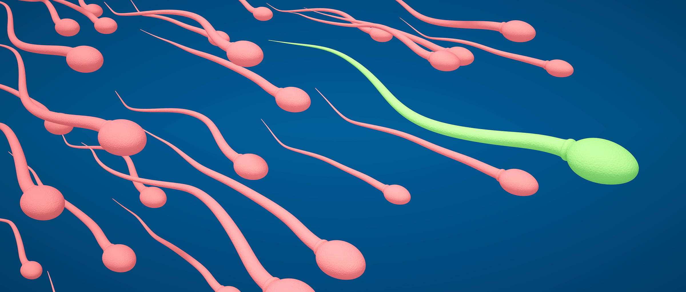 Сколько живут сперматозоиды 15 фотография