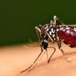 Prevención de la malaria en el embarazo Prevención de la malaria en el embarazo