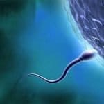 Un nuevo método permite detectar daños genéticos analizando el ADN de los espermatozoides humanos