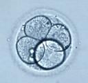 Cultivo de embriones