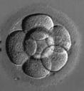 Cultivo de embriones