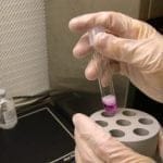 Se obtendrían ovocitos y espermatozoides a partir de células madre