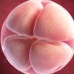 Por error médico se implantó el último embrión de una mujer en tratamiento de fertilidad a otra paciente