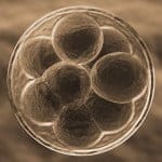 Catorce embriones humanos podrían haber sido clonados por un médico norteamericano