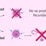 La exposición a determinadas sustancias químicas de habitual uso disminuye la fertilidad femenina