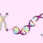 Fragmentación de ADN del semen