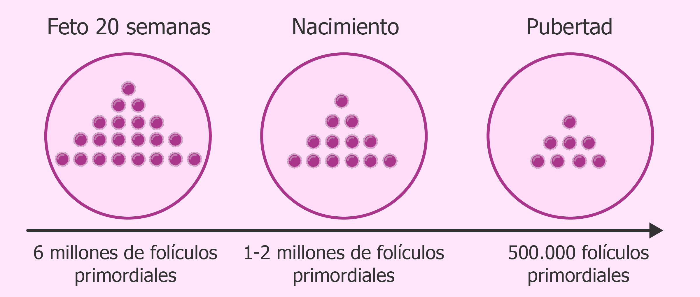 Determinar la cantidad de ovocitos