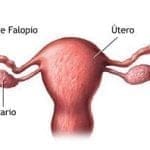 Descubren la causa genética de un tipo de cáncer de ovario