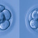 Un sistema matemático ayuda a seleccionar los embriones óptimos en tratamientos de fecundación in vitro