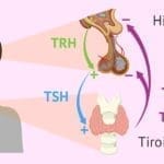 Análisis de sangre y problemas de tiroides