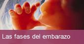 Las Fases del Embarazo en video, mes a mes.
