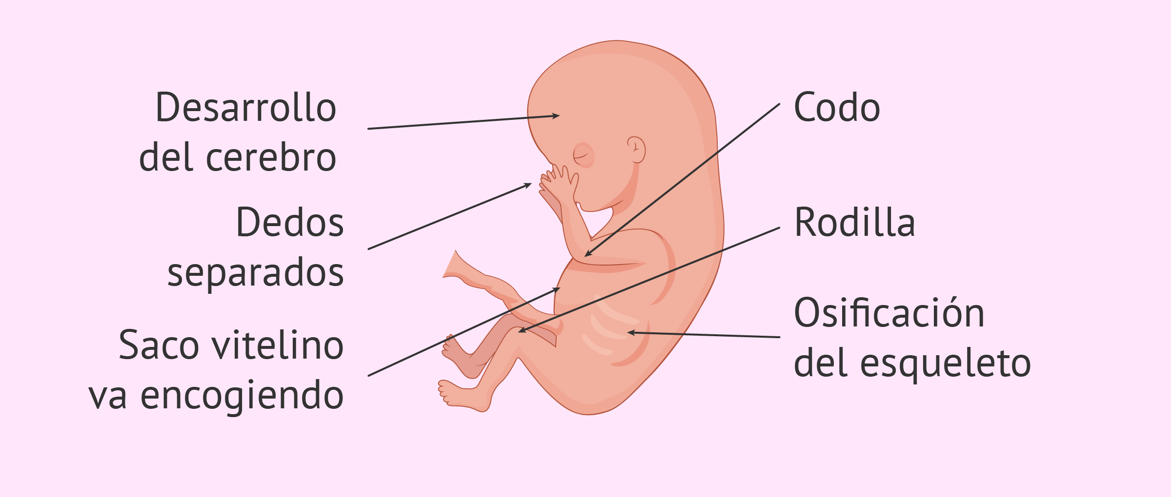 Desarrollo del feto con 10 semanas