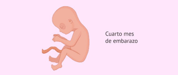 Desarrollo embrionario en el cuarto mes