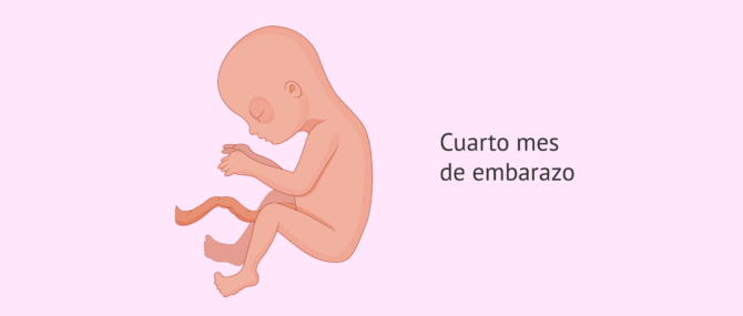 Imagen: Desarrollo embrionario en el cuarto mes