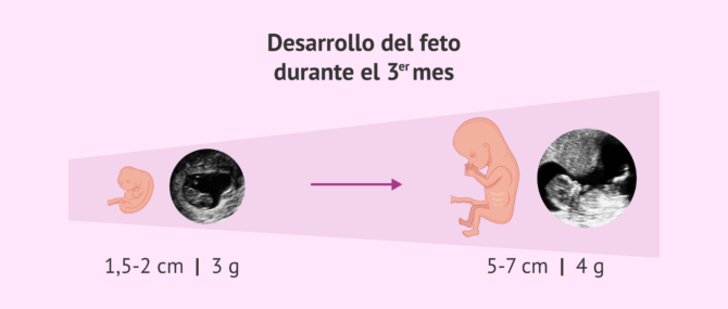 Tercer mes de embarazo: desarrollo del feto y síntomas en mujer