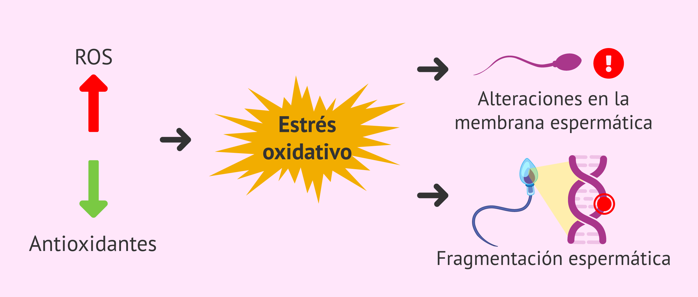 Estrés oxidativo y aborto recurrente