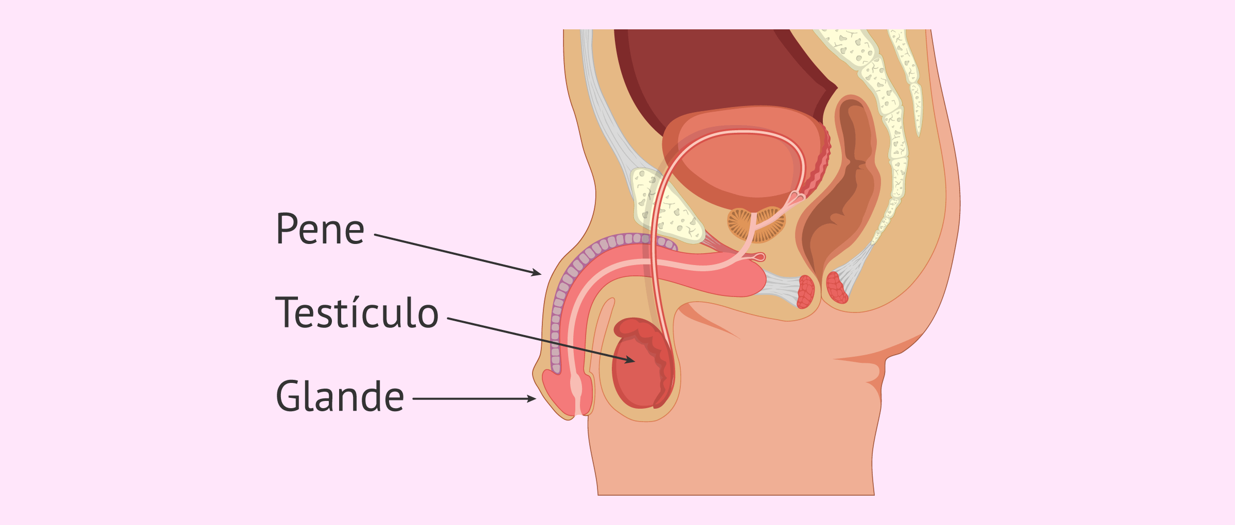Órganos externos en el sistema reproductor masculino