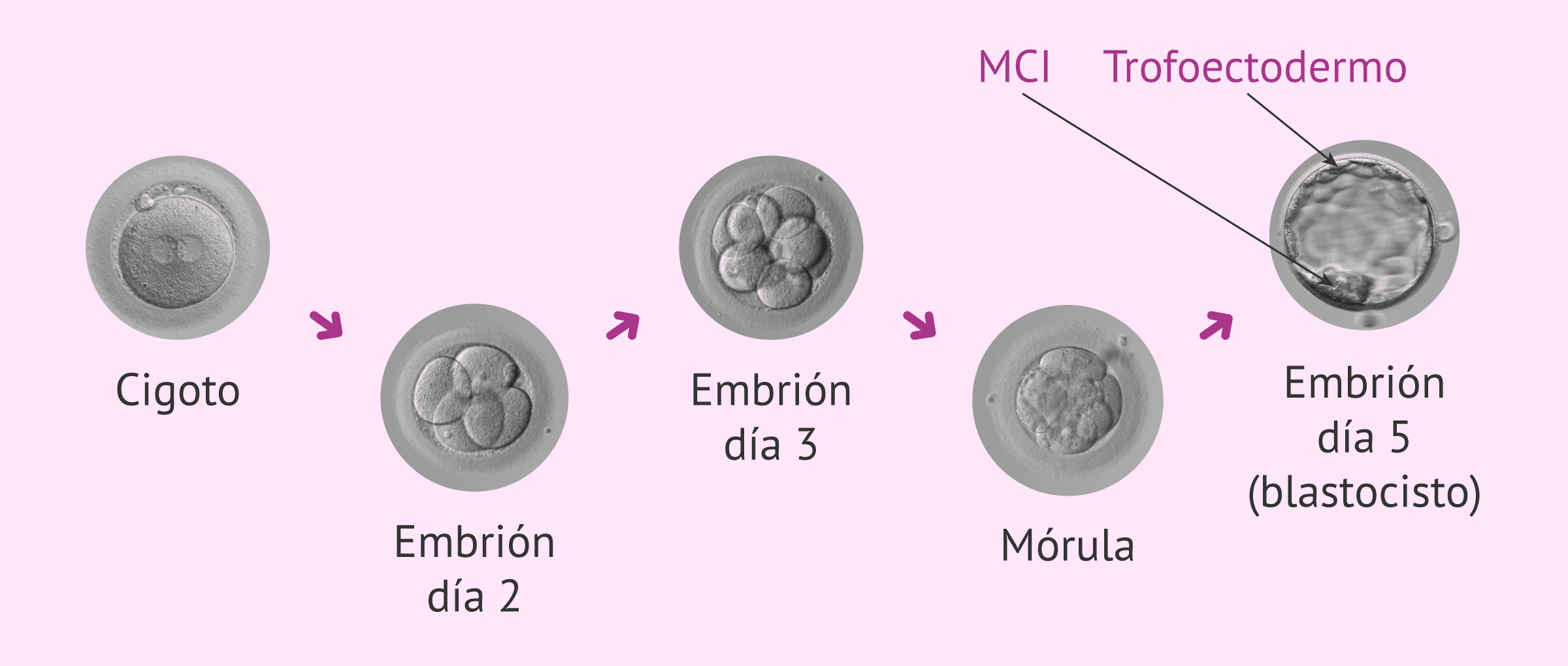 Imagen: ¿Qué es un blastocisto temprano?