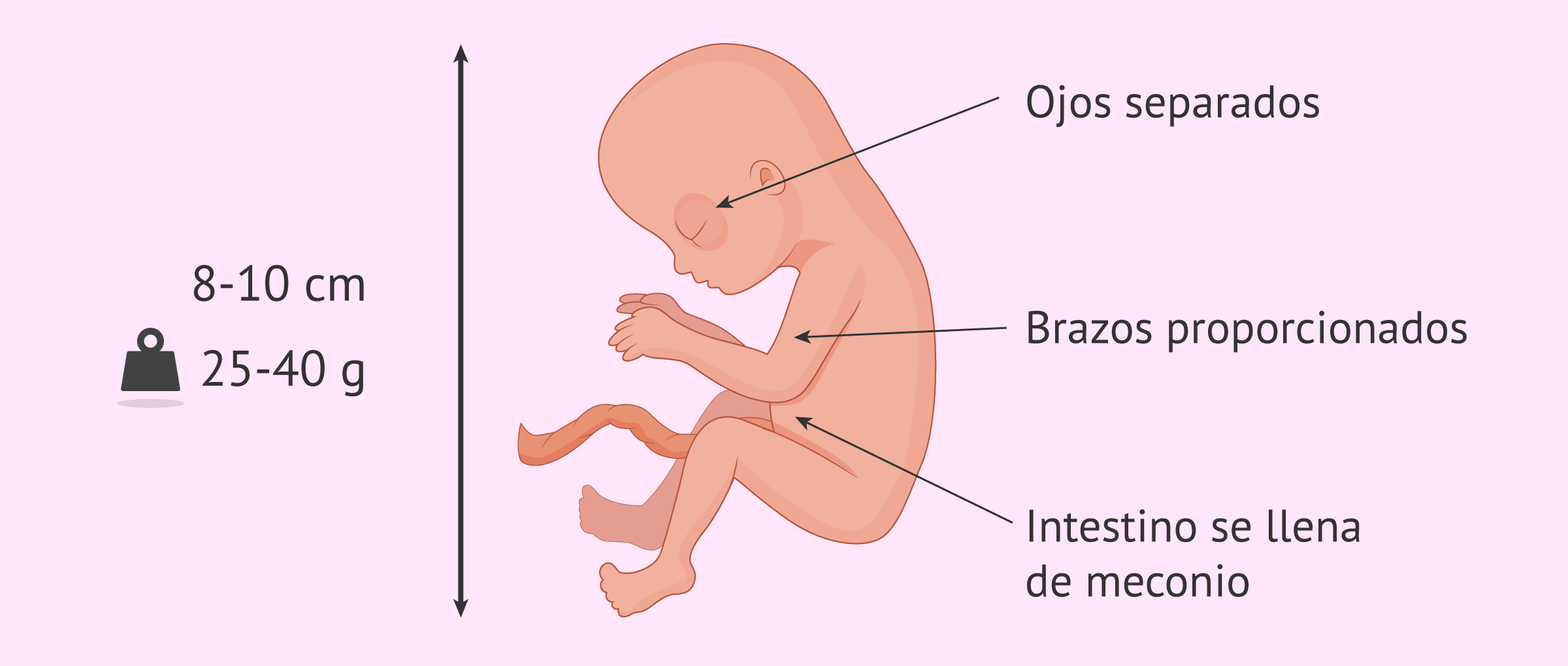 Cambios en el feto en la semana 14