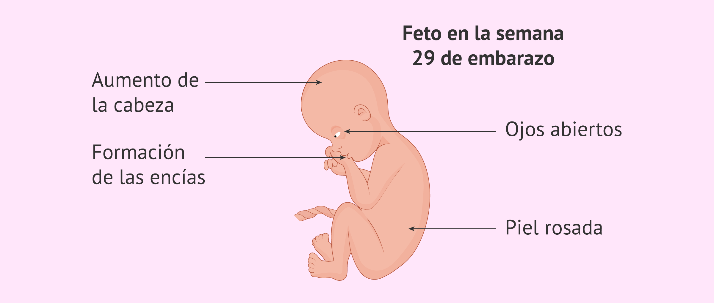 Cambios en el bebé en la semana 29 de embarazo