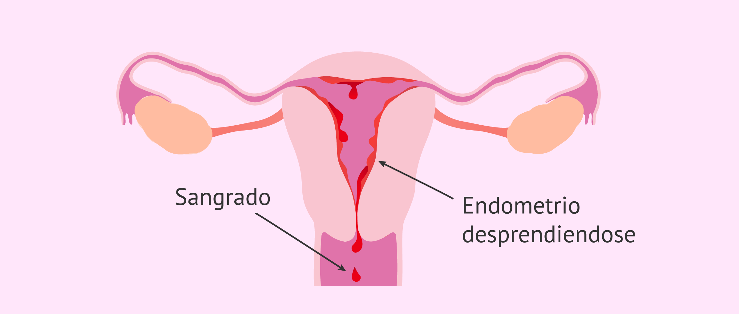 ¿Qué ocurre con el endometrio en la menstruación?