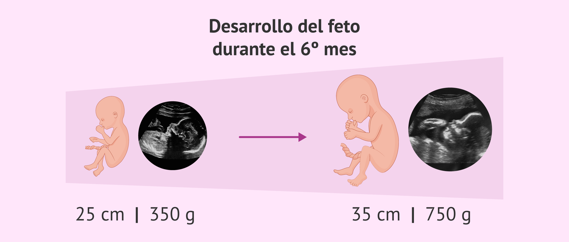 Desarrollo del feto durante el sexto mes de embarazo