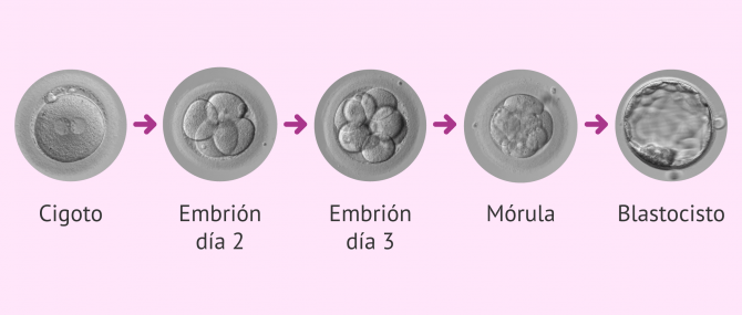 Imagen: desarrollo-embrionario-glosario