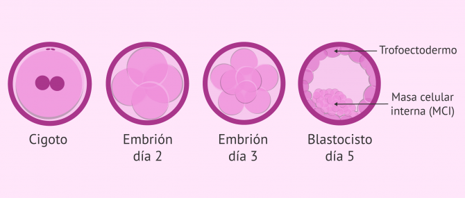Imagen: ¿Cómo es el desarrollo embrionario?