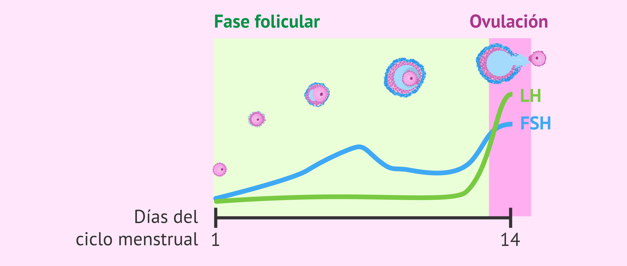 ¿Cuál es la duración de la fase folicular?