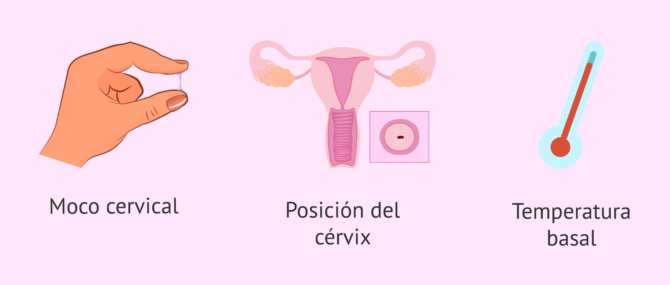 Imagen: Otras señales de fertilidad para detectar el periodo ovulatorio