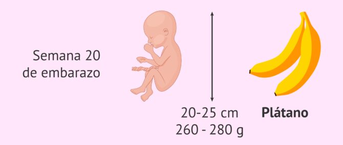 Imagen: Tamaño del feto en la semana 20