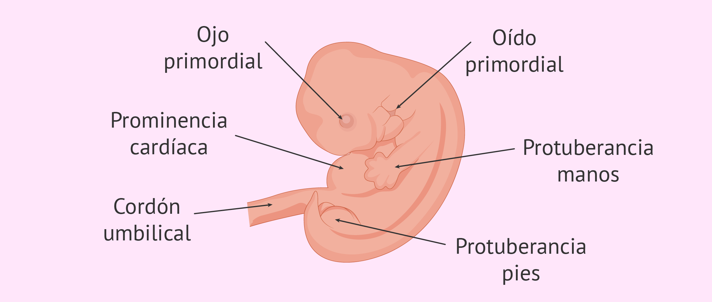 Desarrollo del embrión de 6 semanas