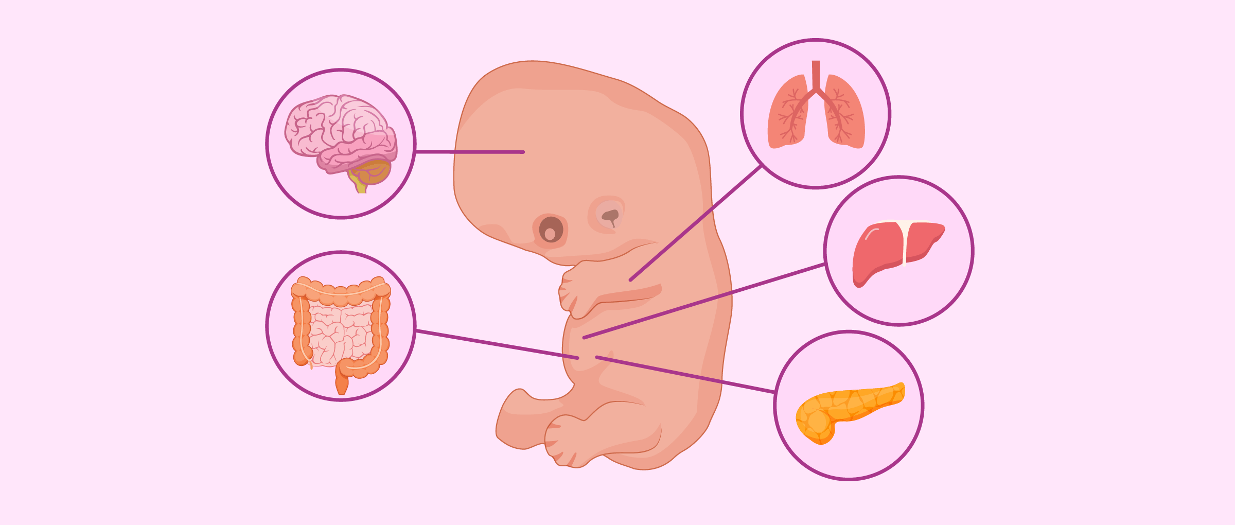 Embrión a las 7 semanas de embarazo