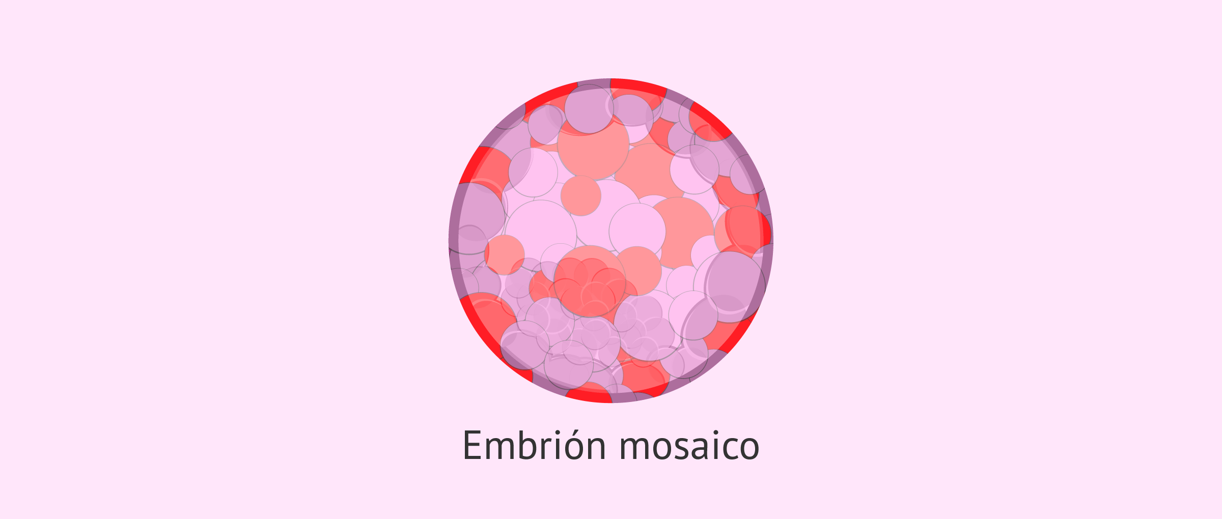 embrion-mosaico