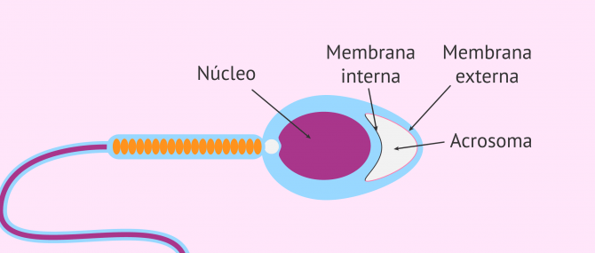 Imagen: espermatozoides-acrosoma