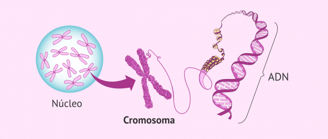 Imagen: Esquema cromosoma-núcleo-ADN