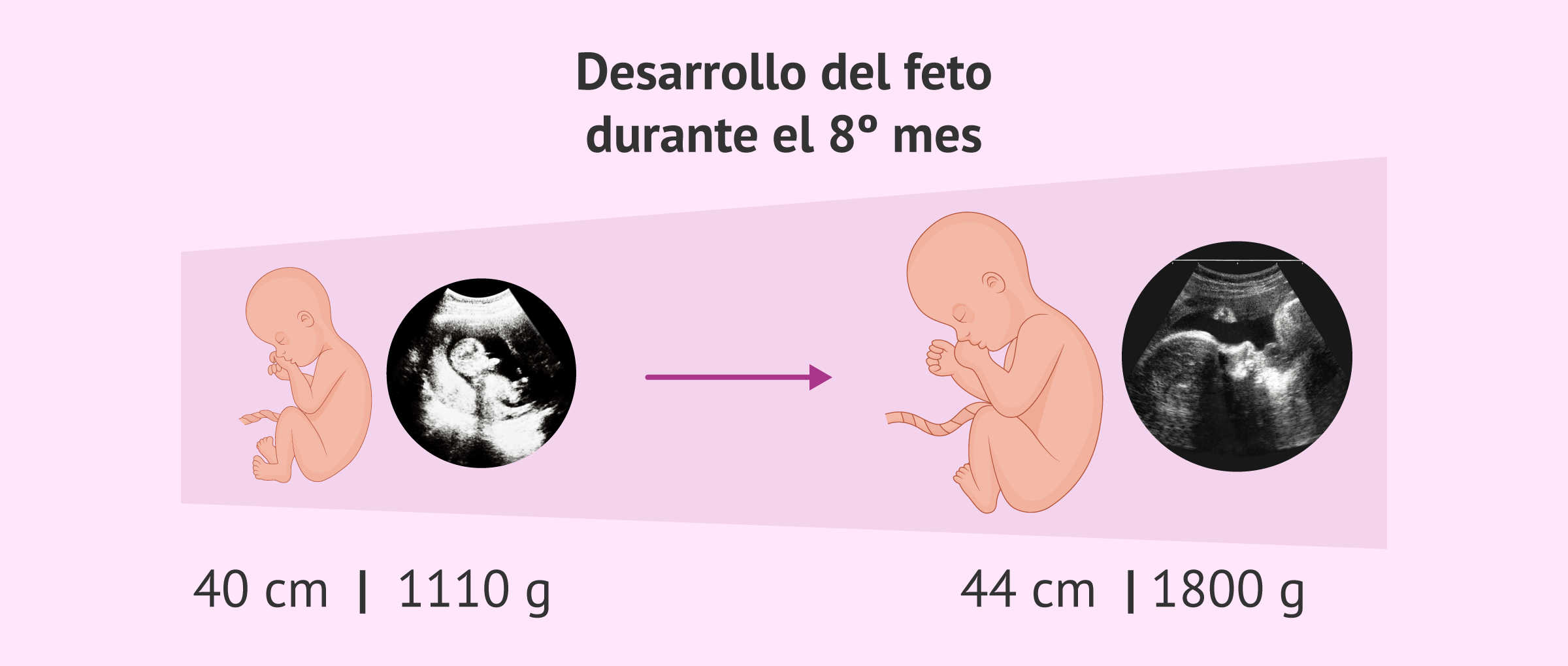 Evolución del feto en el 8º mes de embarazo