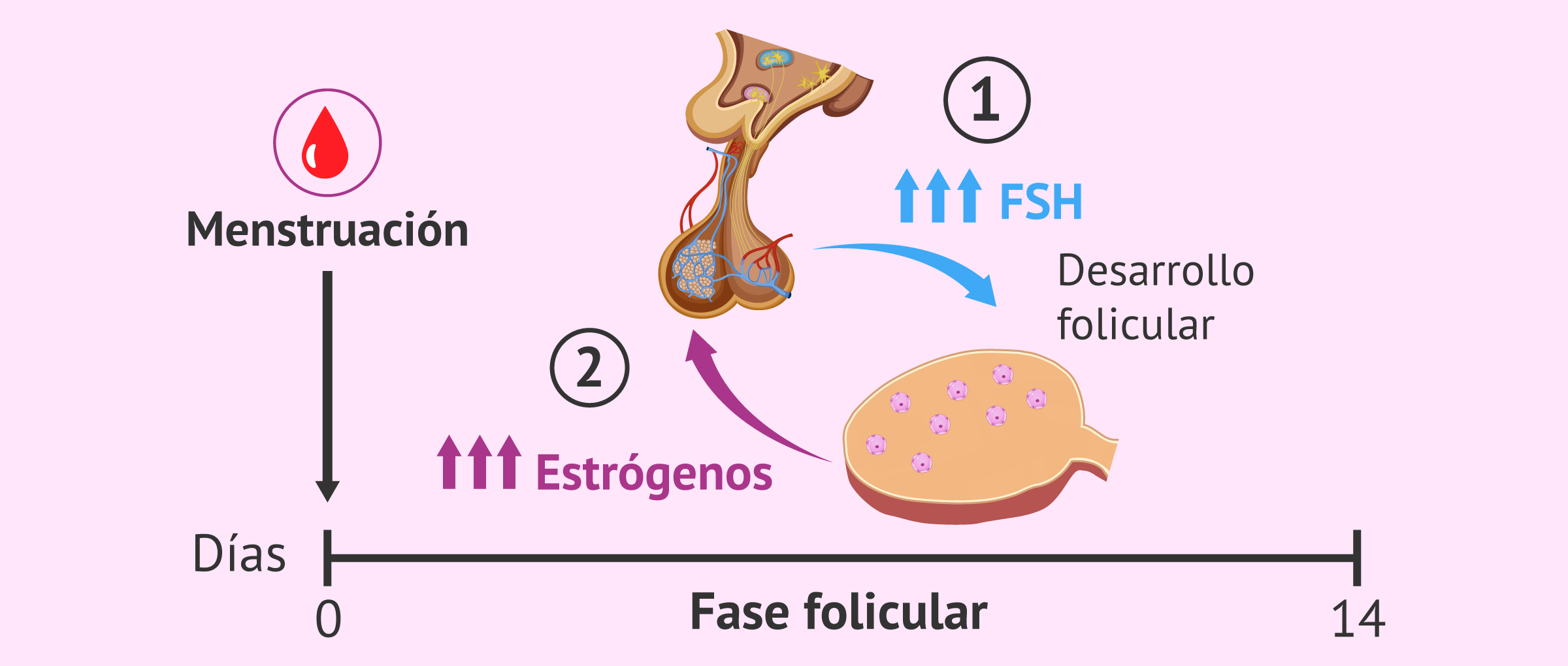 Fase folicular, hormona FSH y estrógenos